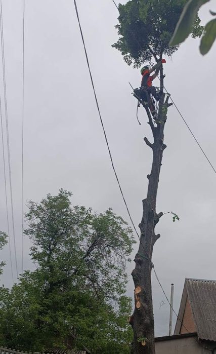 Спил.Видалення АВАРІЙНИХ ДЕРЕВ!Видалення кущів та порослі!Дроблення!