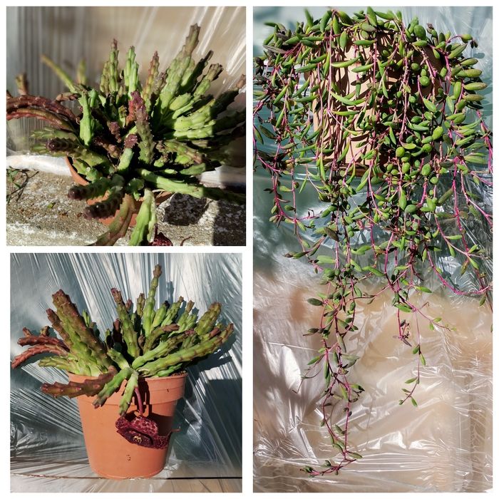 Suculentas pendentes