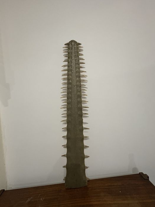 Rostrum peixe serra