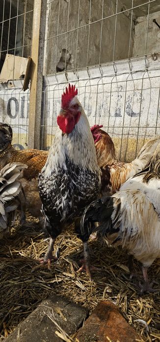 Koguty wlasnego lęgu