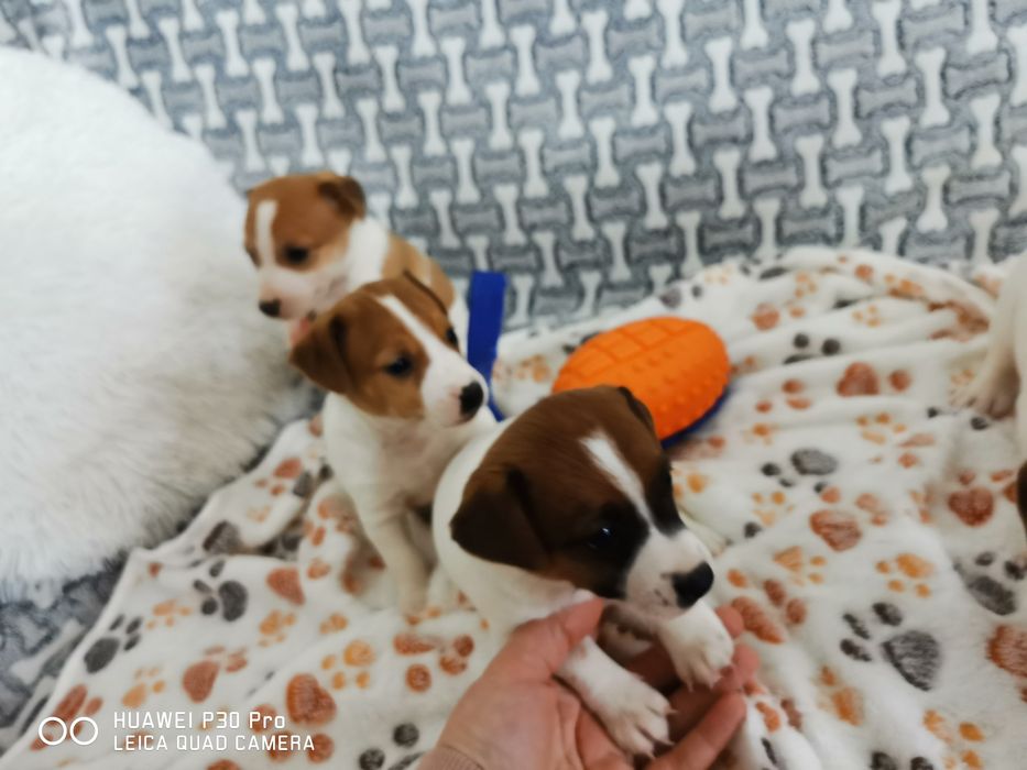 Jack russell Terrier suczka z rodowodem