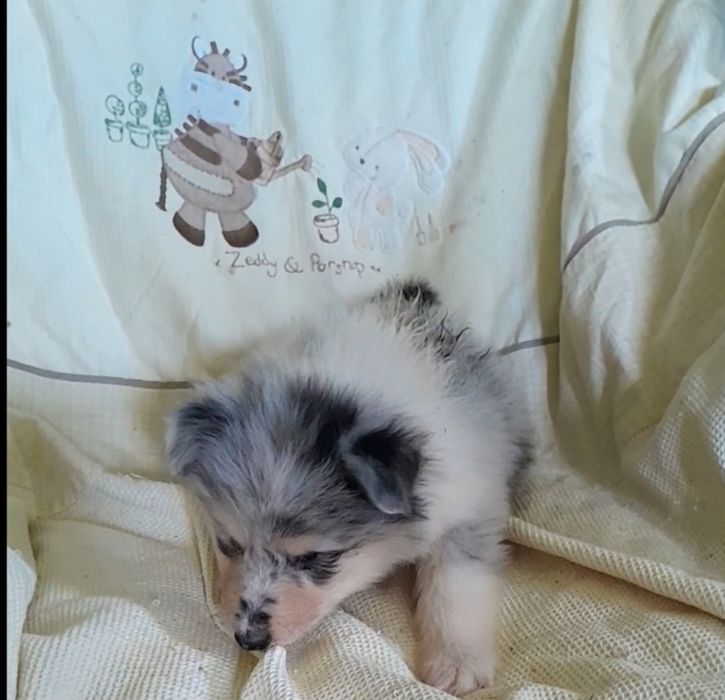 Колли девочка мрамор