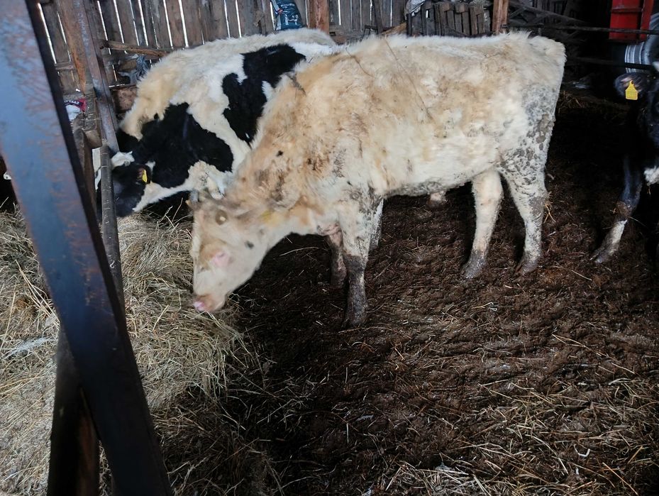 Witam. Sprzedam byczka