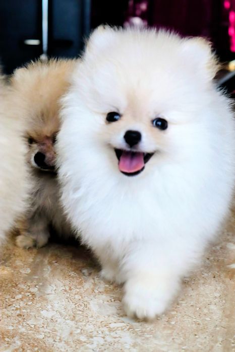 Pomeranian FCI / ZKwP