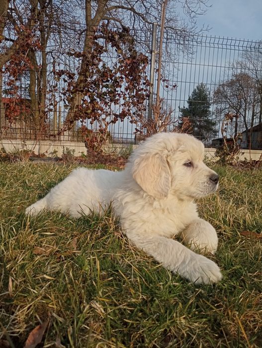 Owczarek podhalański, owczarki podhalańskie szczeniaki FCI/ZKwP