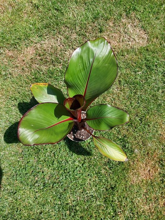 Bananowiec abisyński maurelli, Ensete 50złVentricosum.