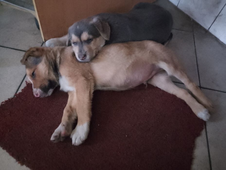 Віддамо ДАРОМ  у "добрі руки",військові