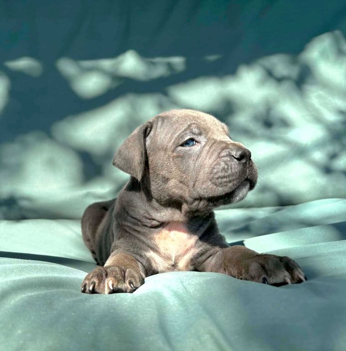 Cane Corso szczeniak  ZKwP (FCI)