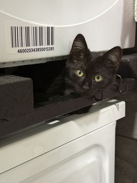 Котенок  3,5 мес. Девочка