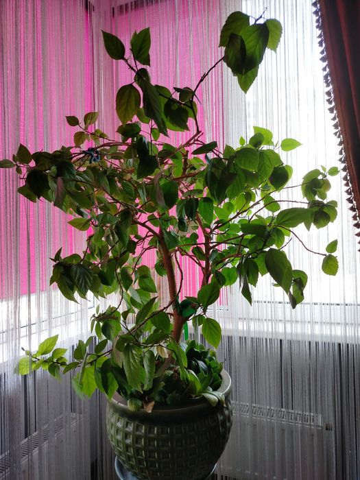 Гибіскус кімнатний.