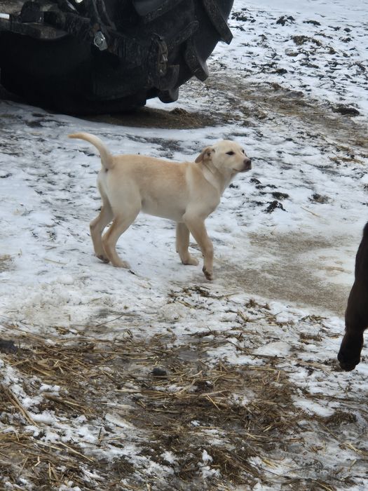 Oddam pieska za darmo