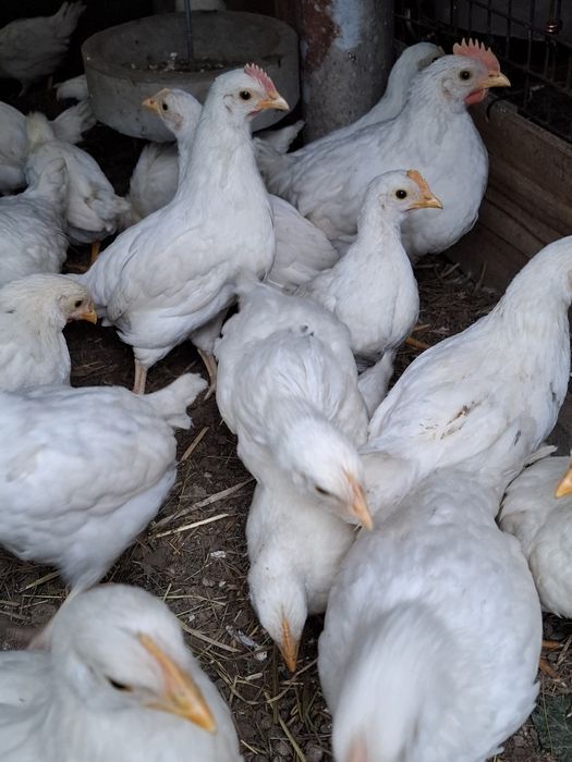 Kurczęta mix leghorn