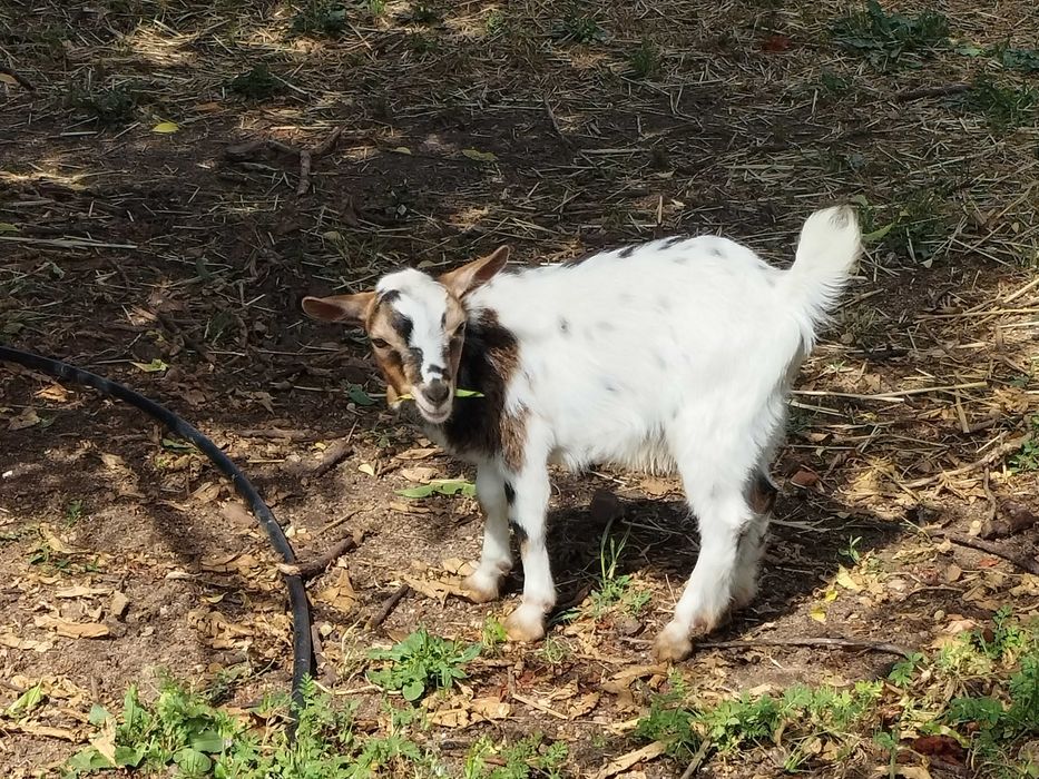 cabras anãs sem chifres