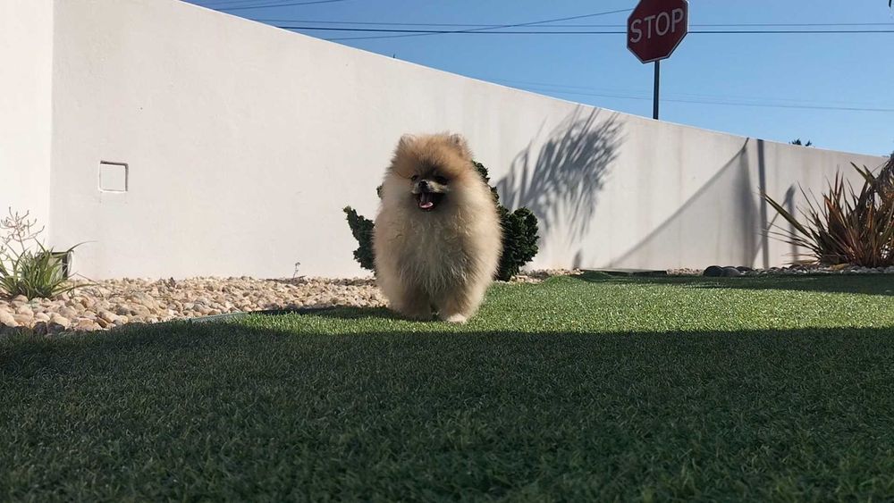 Lulu da Pomerânia macho com LOP (Pedigree) e Afixo