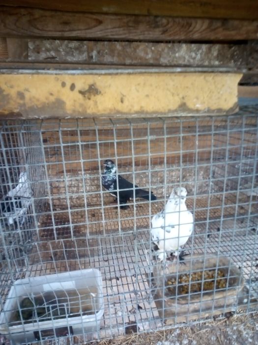 Sprzedam gołębie ozdobne różne