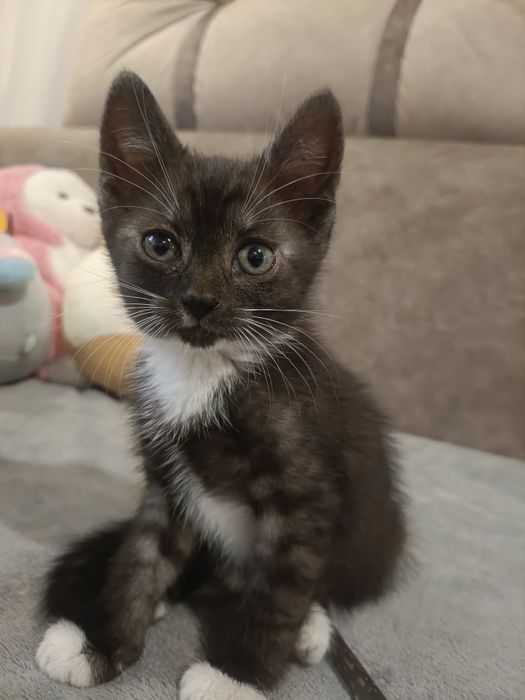 Віддам в добрі руки
