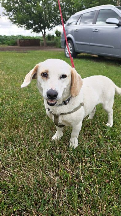 Kluska szuka domku - do pilnej adopcji