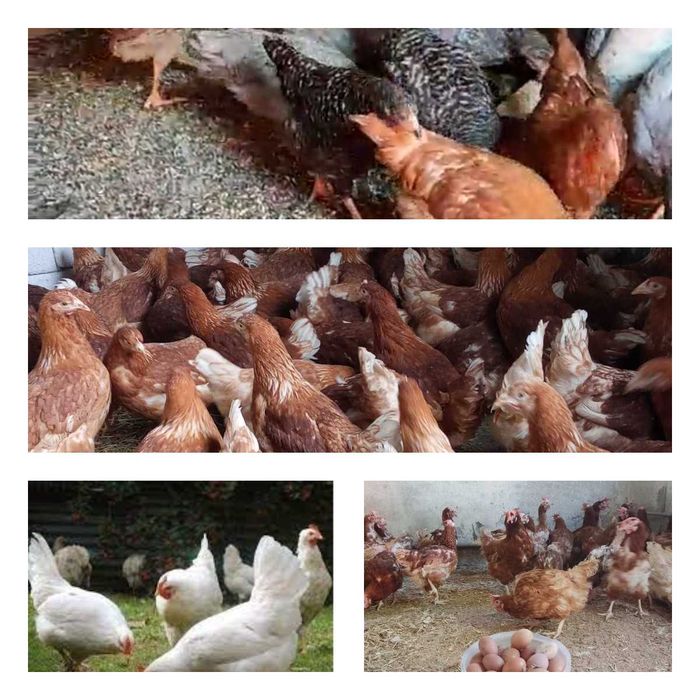 Продам кури несушки! Доставка безкоштовна. Сквира!