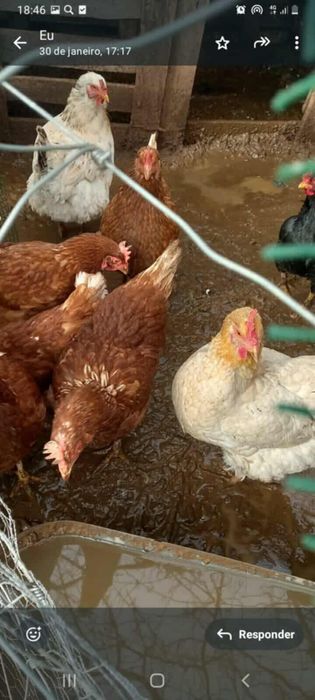 Vendo 9 galinhas poedeiras e um casal de coelho anões