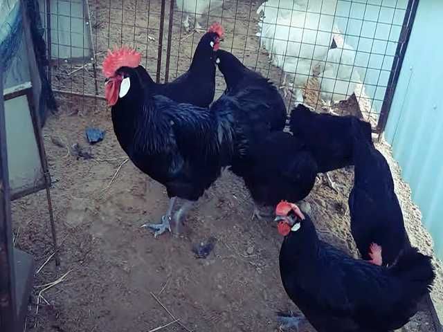 Інкубаційне яйце птиці різних порід Барбезье.