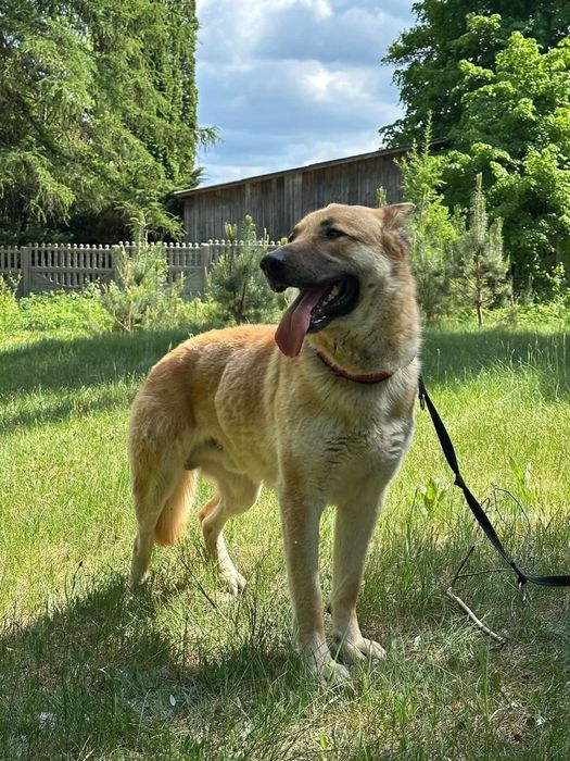 Mlody, przyjacielski Texas poleca się do adopcji