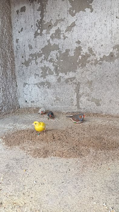 Mandarins disponiveis deste ano