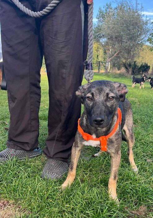 Urocza suczka Capri do adopcji