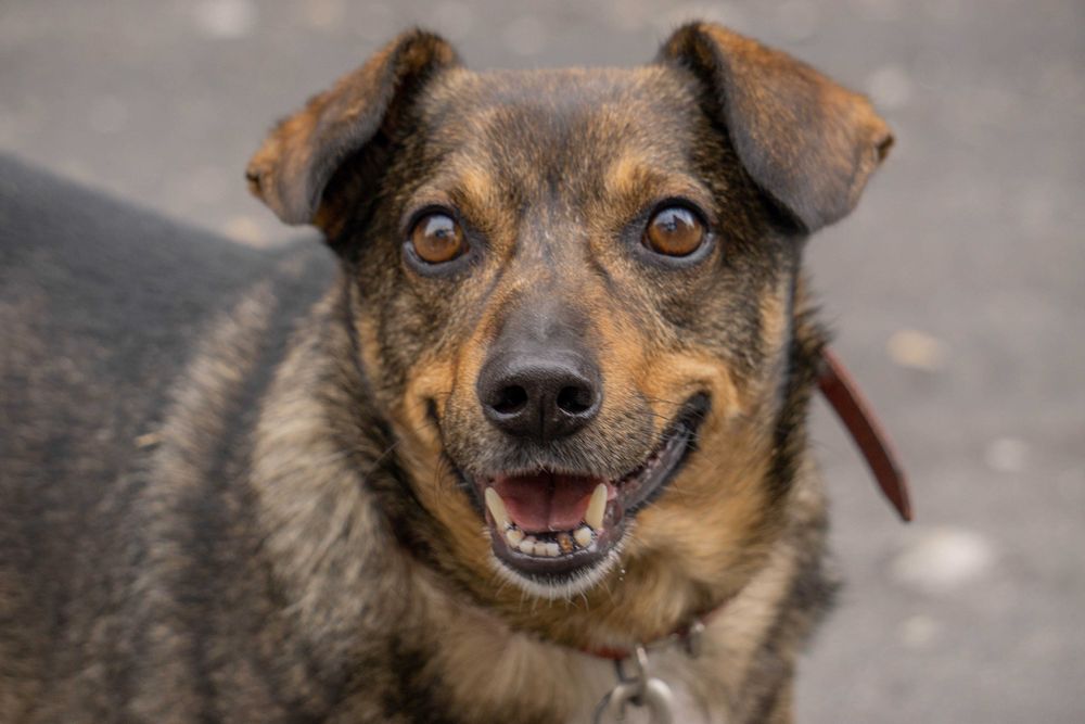 Stefan 5 letni psiak w typie jamniczka do adopcji