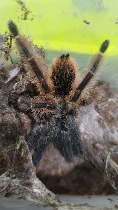 Parka ptasznikow Psalmopoeus victorii