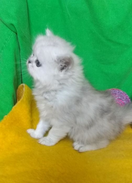 Котята шиншилла серебристая белые