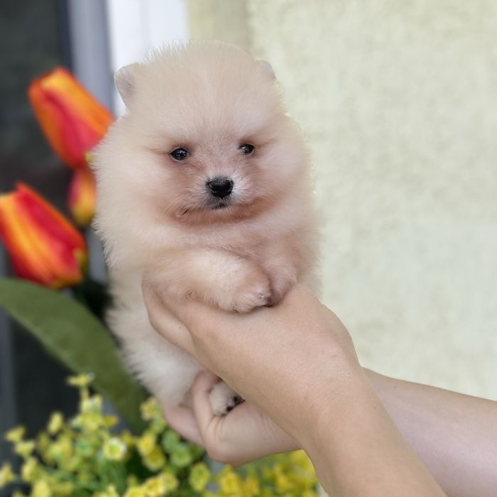 ляльковий Ведмедик шок классу.