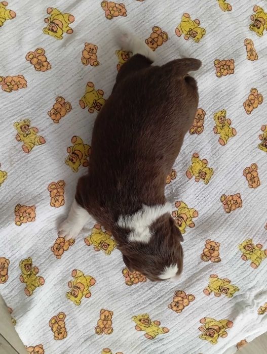 Border Collie z rodowodem