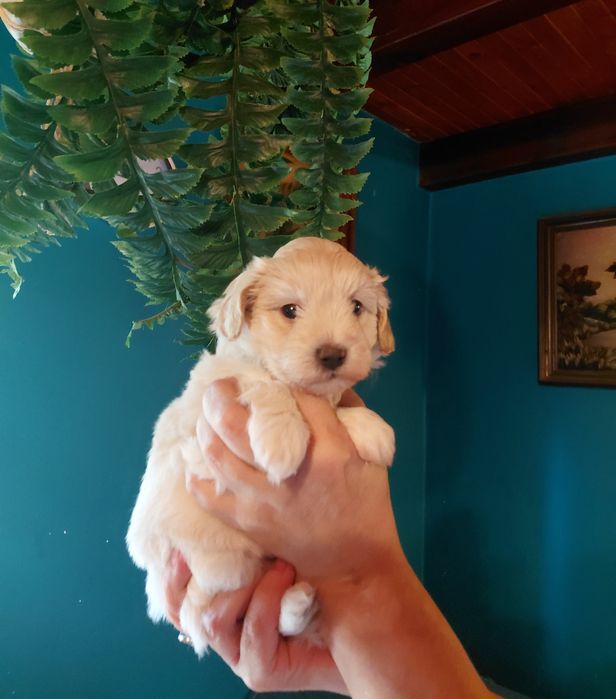 Maltipoo - suczka kremowa