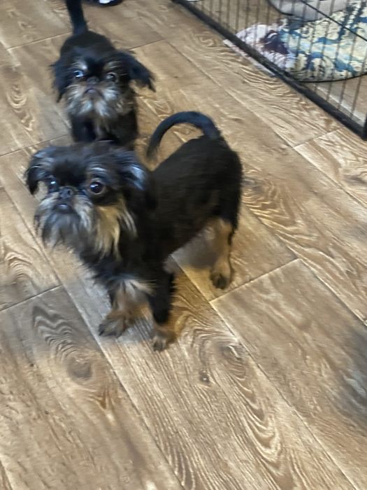 Хлопчики гриффоничики