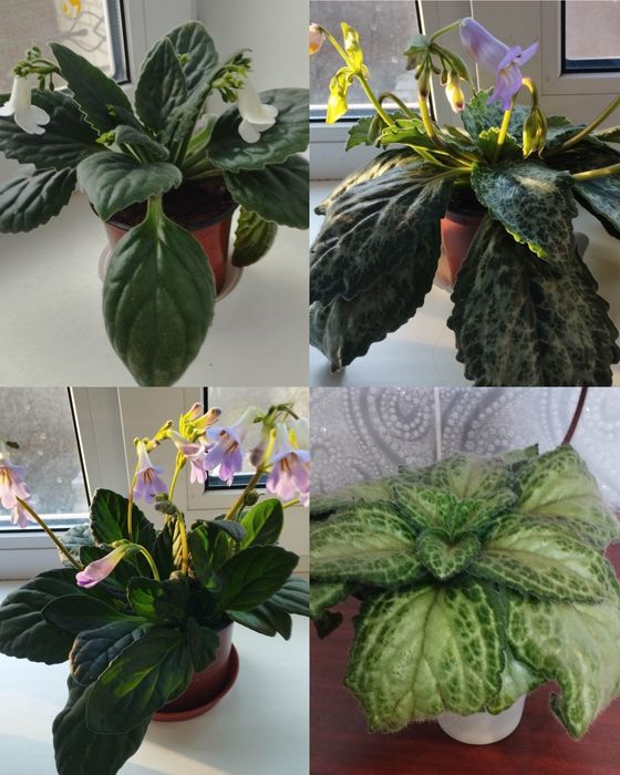 Примуліна хірита