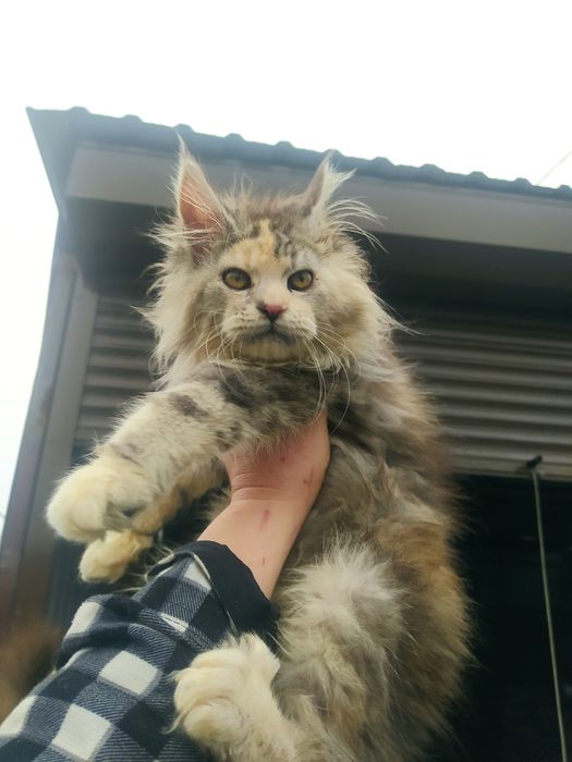 Мамина копiя Мейн кун