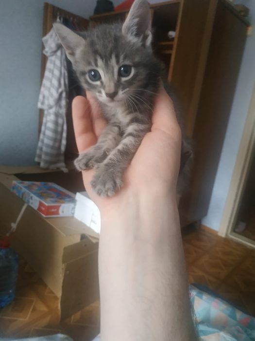 Отдам котят, 8 апреля рожденные