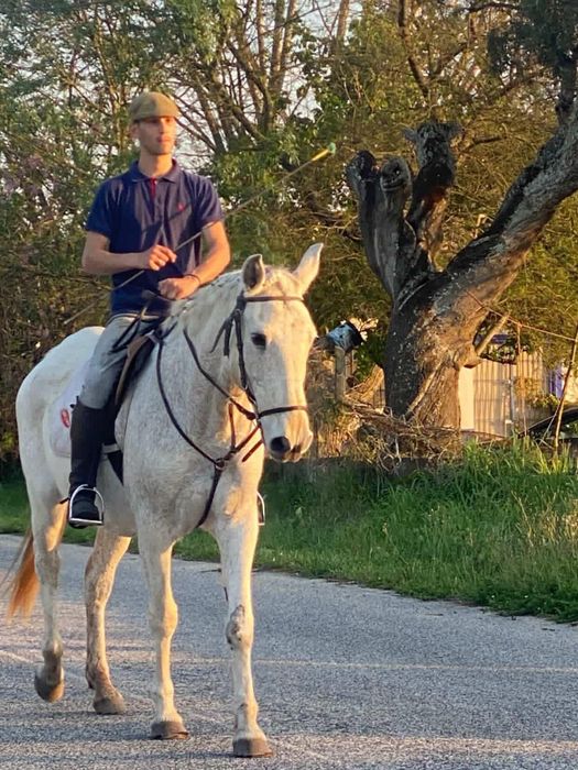 Égua  lusitana montada