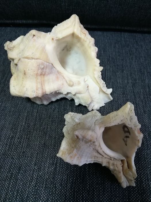 Ракушки морские, редкие.