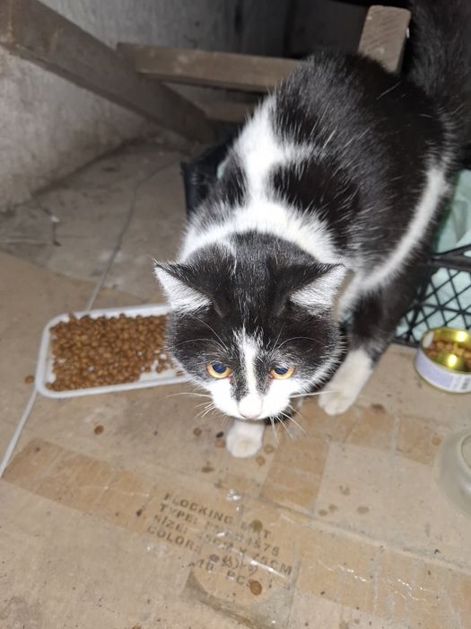 Віддам кішечку  безкоштовно