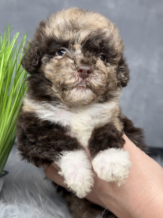 Той пудель шоколадный мрамор