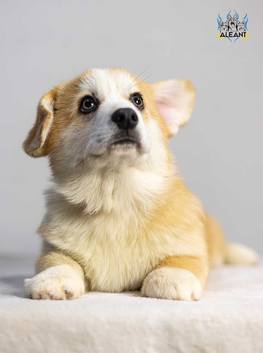 Пропонуємо хлопчика Вельш Коргі Пемброк