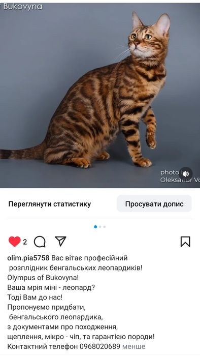 Вас вітає офіційний розплідник бенгальських леопардиків