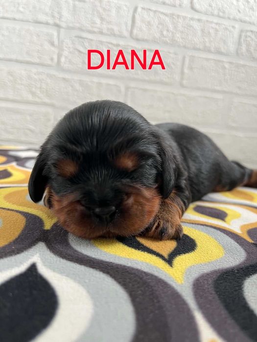 Cavalier King Charles Spaniel