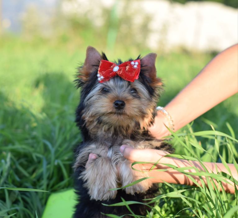 Лялькова дівчинка Йорочка