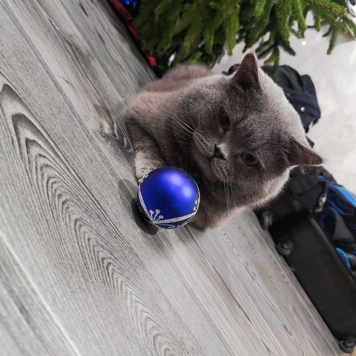 Шотландець для вязки