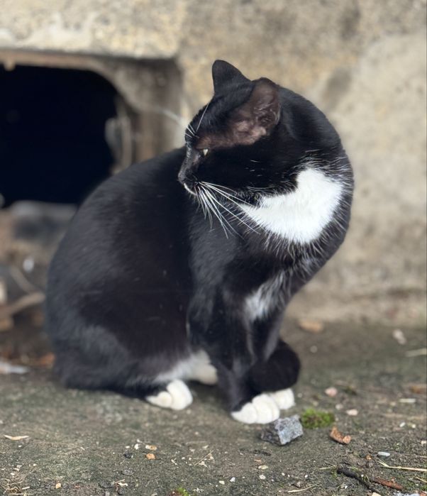 ТЕРМІНОВО‼️Онікс шукає люблячу родину ‼️