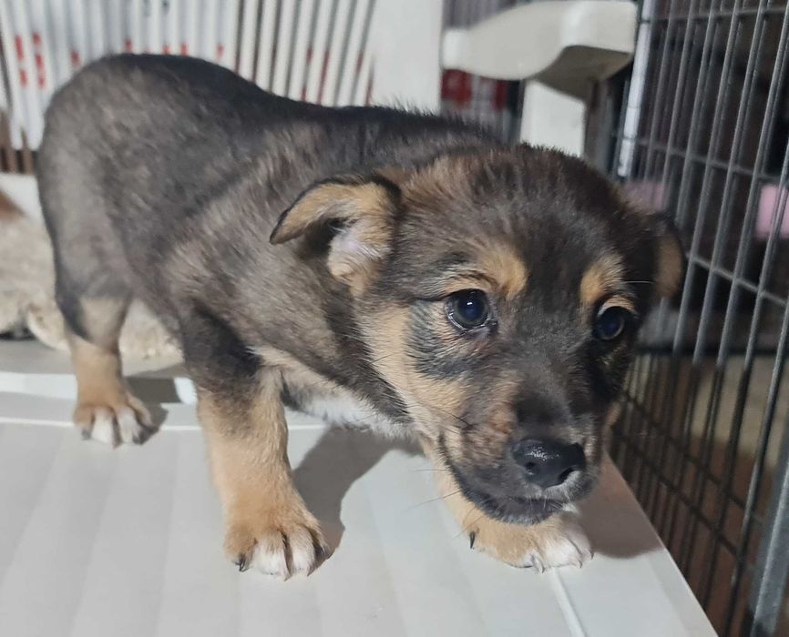 Szczeniaki małej mamy czekają na domy.