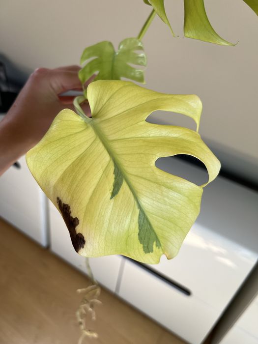 Monstera Lemon Lime