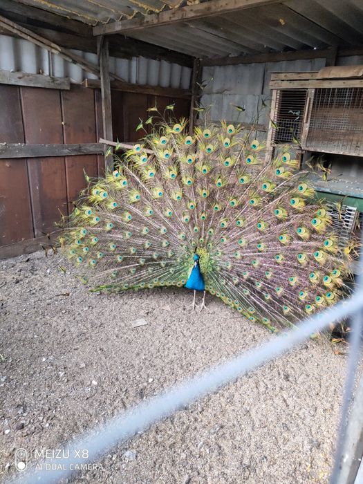 Сімью   Павлівнів .